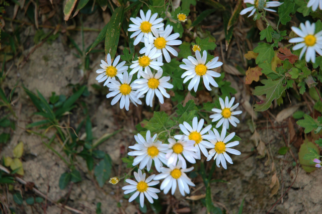 e0272335_18595073.jpg