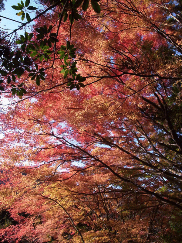 e0371039_15370100.gif
