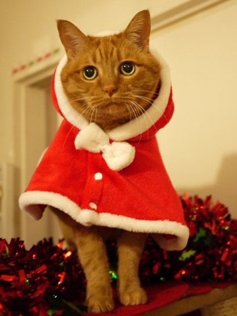 2019年12月22日ゆきねこクリスマスニャーティー開催のお知らせ。_a0143140_22521347.jpg