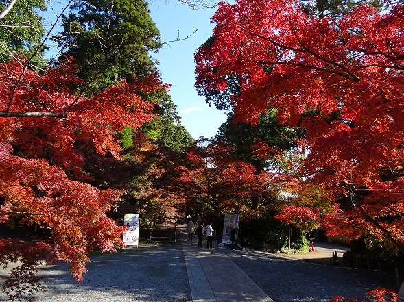 光明寺の紅葉_b0299042_06030622.jpg