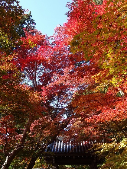 光明寺の紅葉_b0299042_06040381.jpg