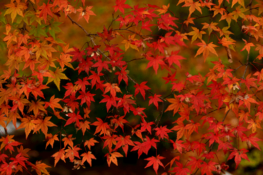 c0093046_17225619.gif