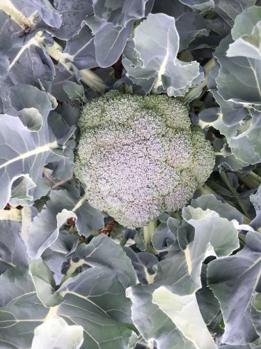 　二十四節気　大雪過ぎれば　野菜達は体内に糖分を蓄えます_c0222448_13534896.jpg