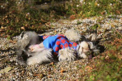 c0145250_09055242.gif