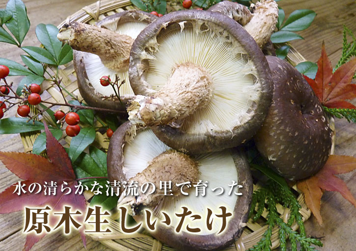 原木しいたけ お待たせしました!受注開始!平成29年度の『原木生しいたけ』は12月15(金)より発送!後編_a0254656_19385623.jpg
