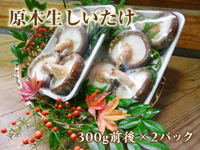 原木しいたけ お待たせしました!受注開始!平成29年度の『原木生しいたけ』は12月15(金)より発送!後編_a0254656_20005266.jpg