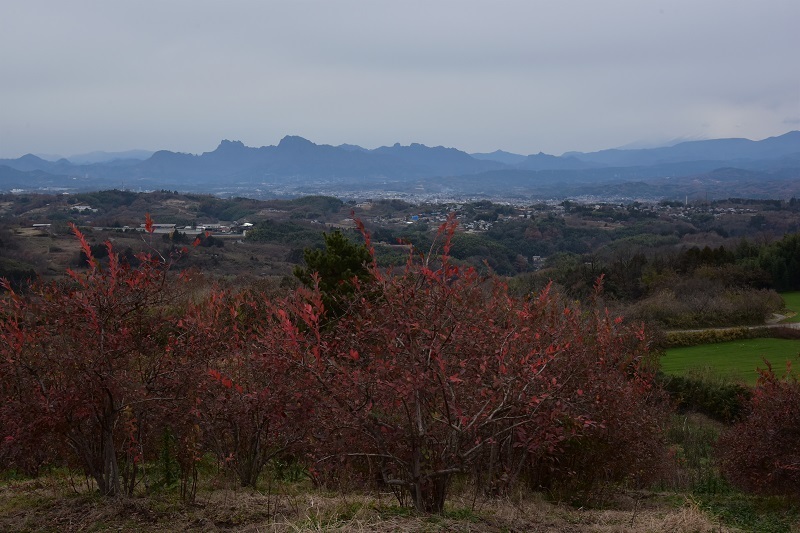 ブルーベリーの紅葉と妙義山　2017年12月_a0343361_15391187.jpg