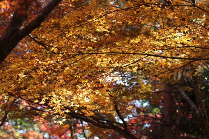 自然動植物園のもみじ山のもみじの里へ～紅葉狩り　５_d0152261_23374769.jpg