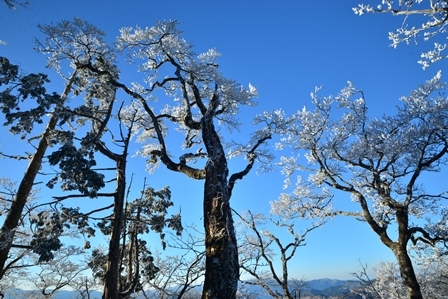 富士遠望　　明神平～桧塚_c0303868_04132669.jpg