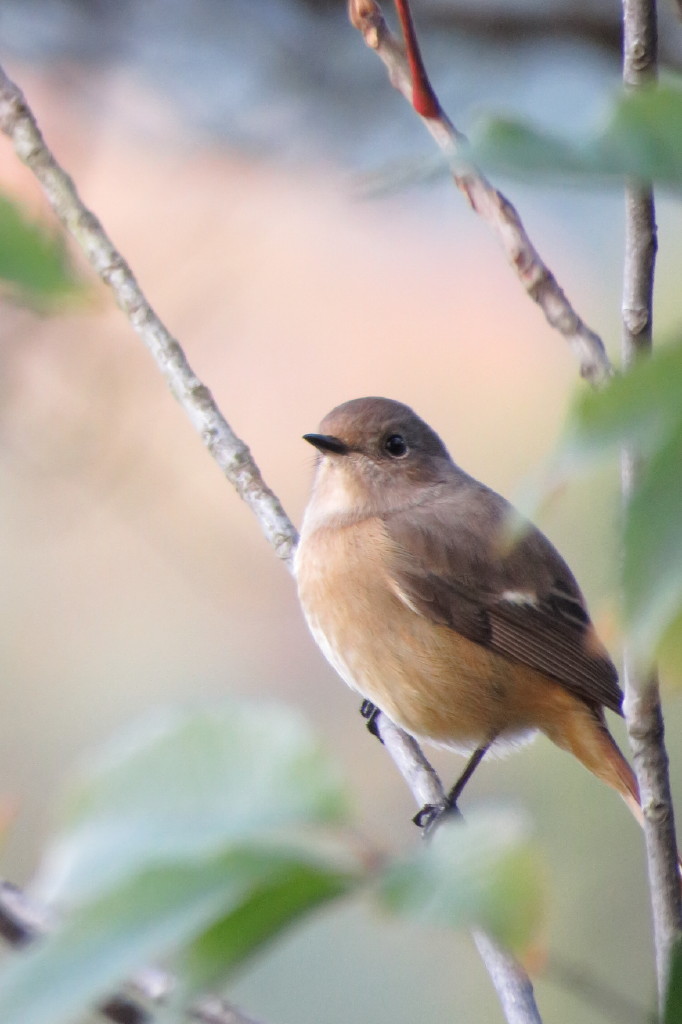 そろそろ野鳥シーズン？_c0148777_20171870.jpg