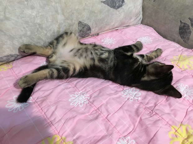 b0377882_23523189.jpeg