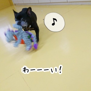 楽しいドッグラン♪_f0357682_16481504.jpg