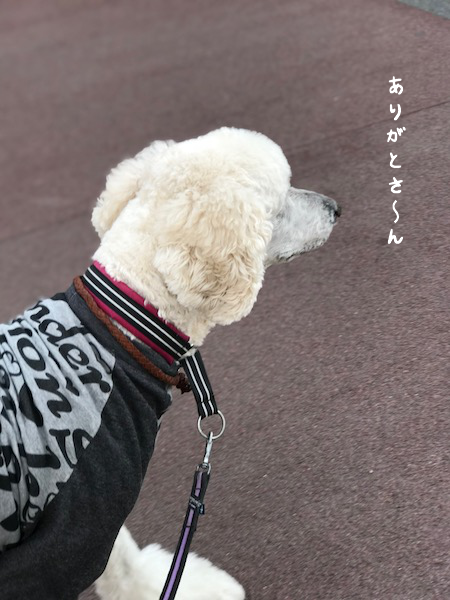 a0216583_19552780.png