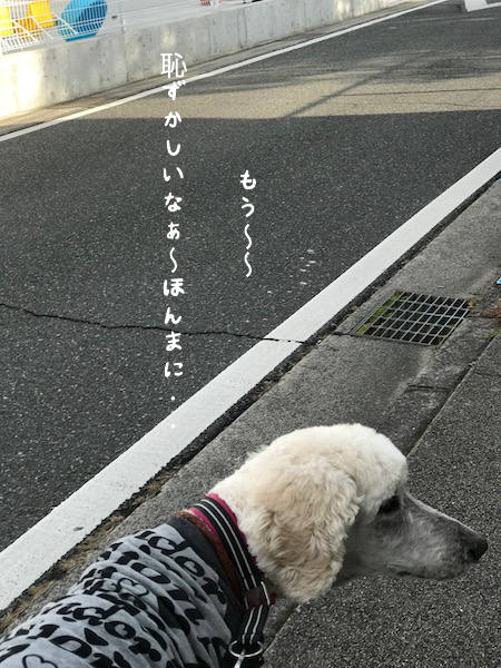 a0216583_19565780.png