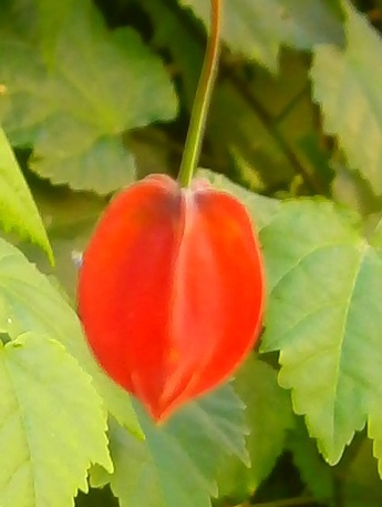 e0366084_13273175.jpg