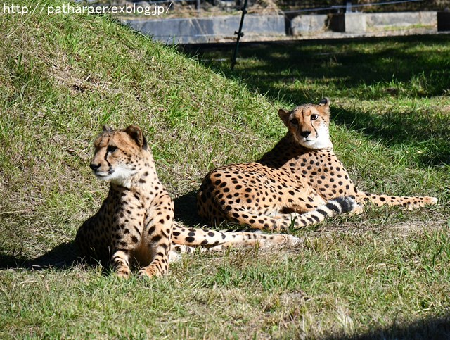 ２０１７年１１月　白浜パンダ見隊　その１１　ミミカちゃんと土山_a0052986_0112752.jpg