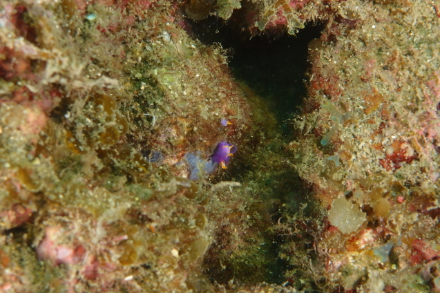 e0115199_13462644.jpg