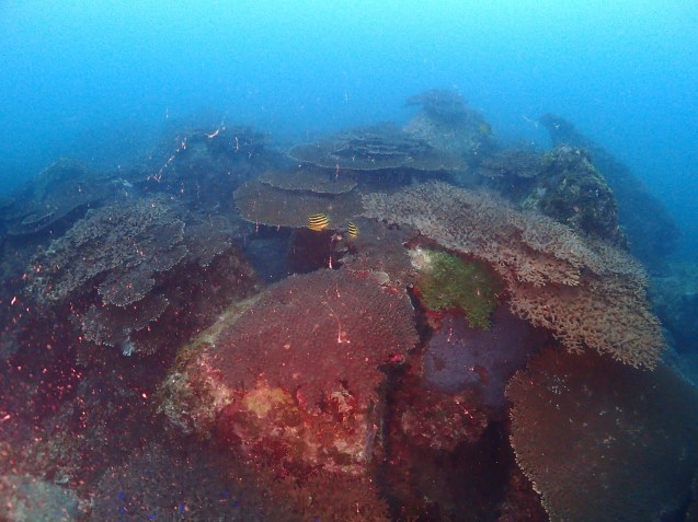 e0115199_14095015.jpg