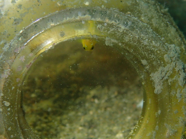 e0115199_15484240.jpg