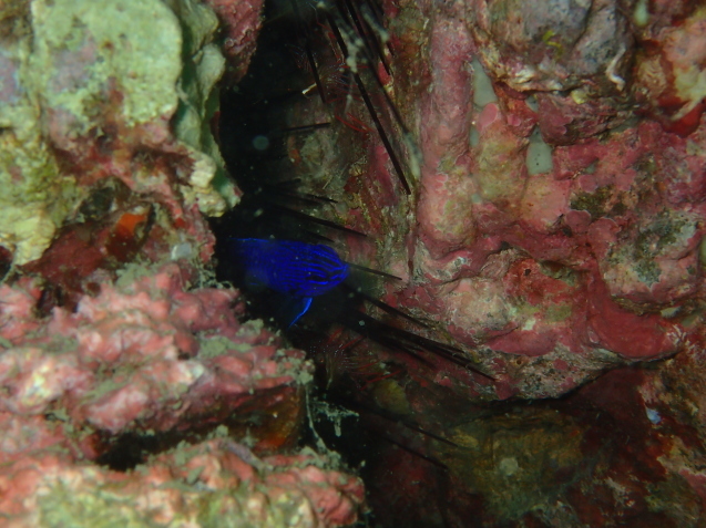 e0115199_16155574.jpg