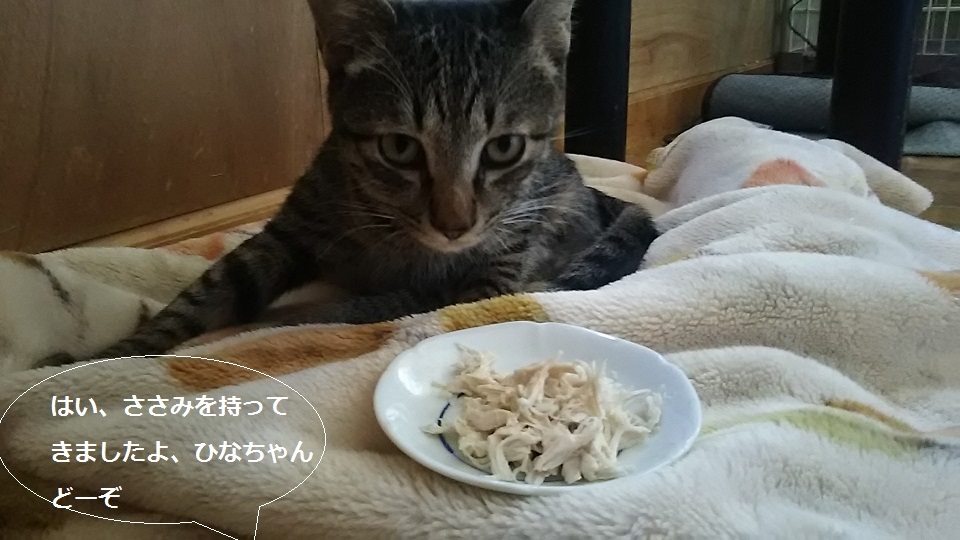 ささみ好物♪_f0242002_23243422.jpg