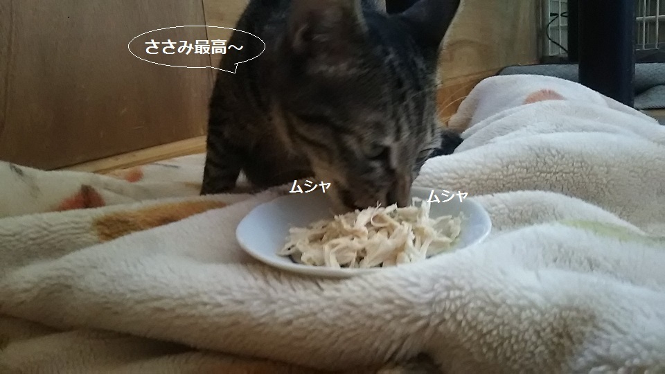 ささみ好物♪_f0242002_23244344.jpg
