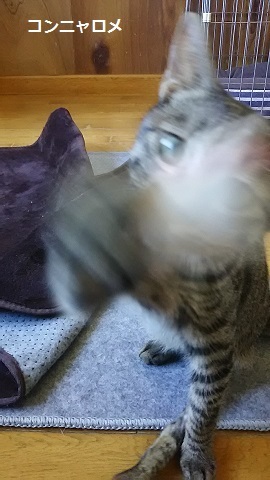 ささみ好物♪_f0242002_23251553.jpg