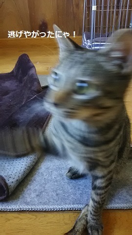 ささみ好物♪_f0242002_23252144.jpg