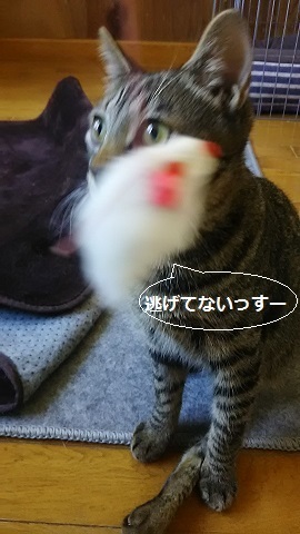 ささみ好物♪_f0242002_23253179.jpg