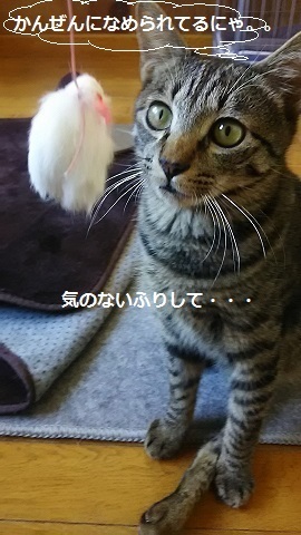 ささみ好物♪_f0242002_23274436.jpg