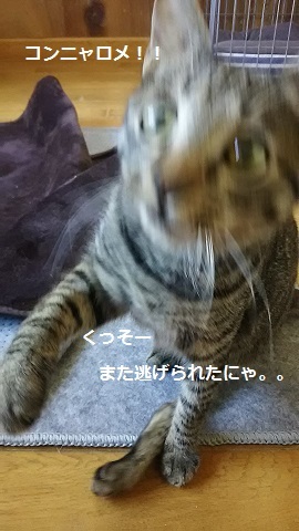 ささみ好物♪_f0242002_23275564.jpg