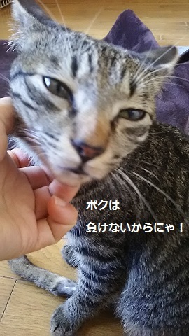 ささみ好物♪_f0242002_23280615.jpg