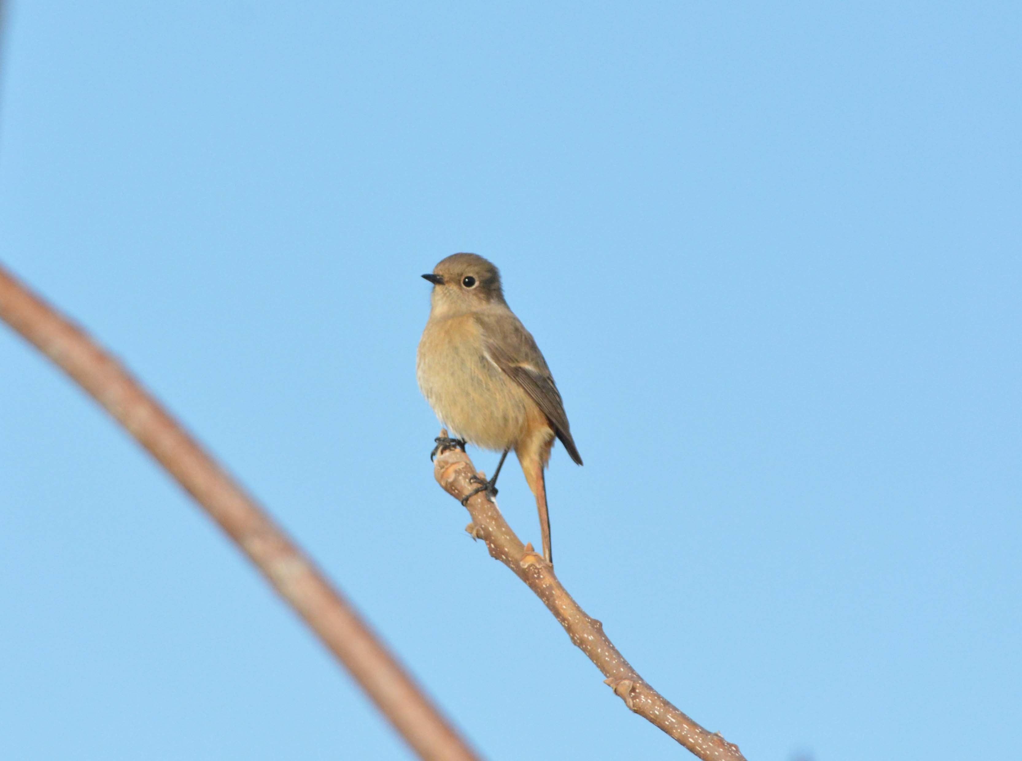 淀川河川敷のジョウビタキ！！_b0365011_22424715.jpg