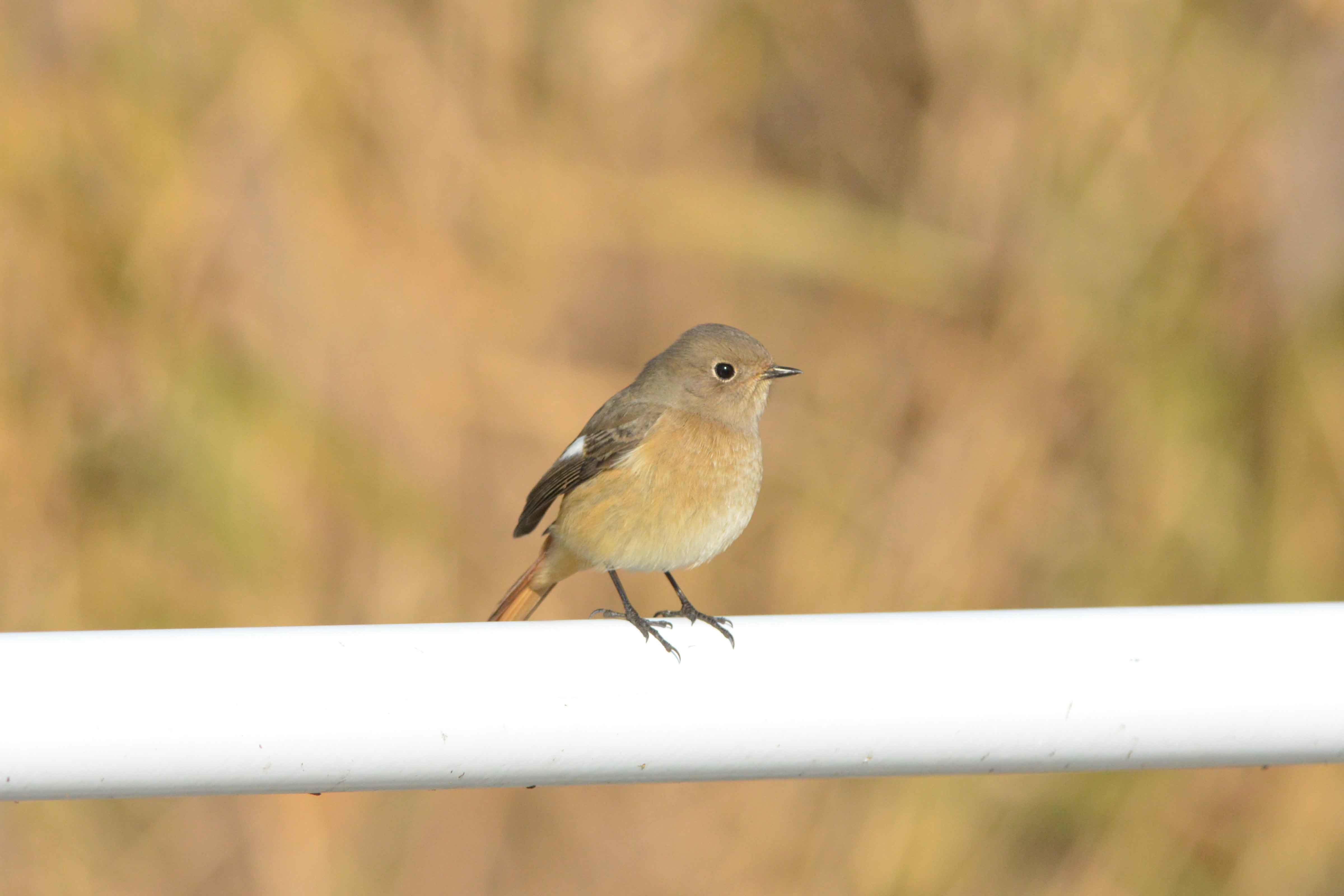 淀川河川敷のジョウビタキ！！_b0365011_22435573.jpg