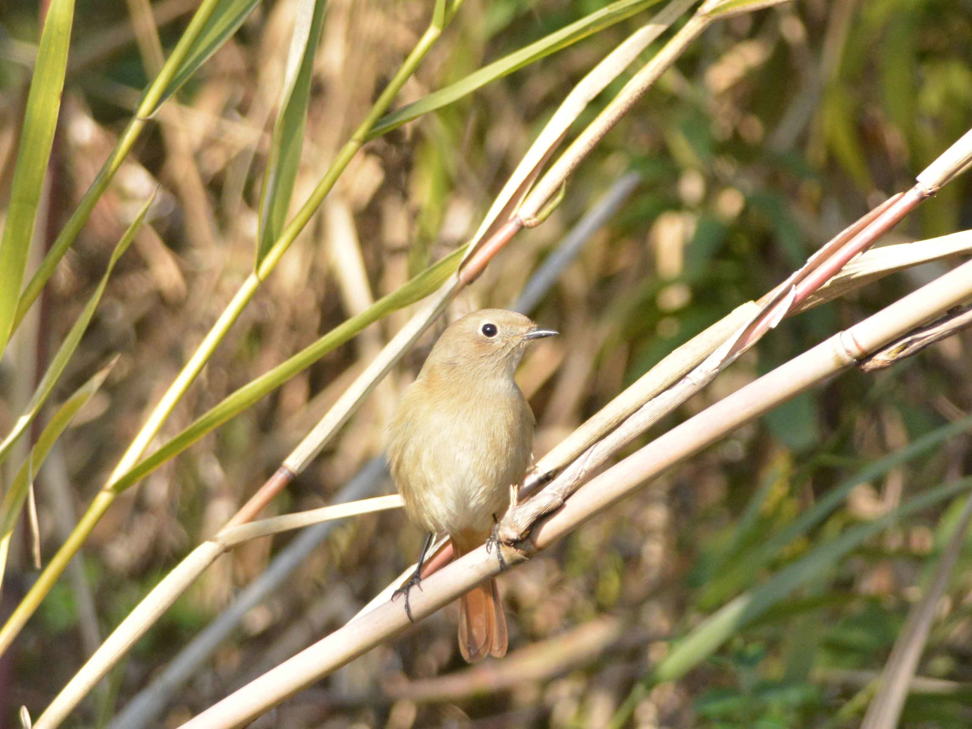 淀川河川敷のジョウビタキ！！_b0365011_22443755.jpg