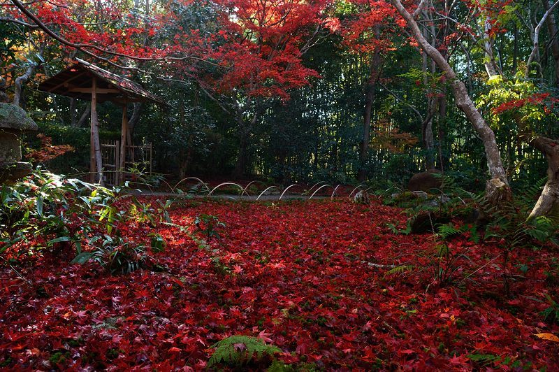 2017京都の紅葉・嵯峨野 厭離庵_f0032011_19040575.jpg