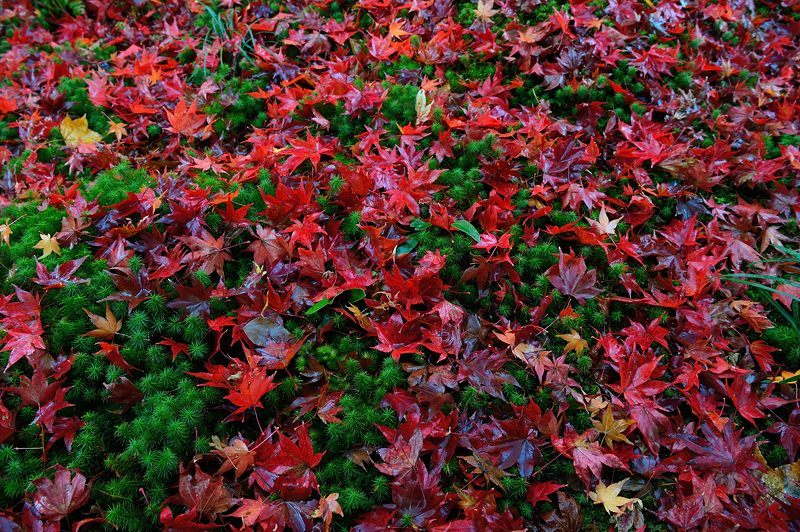 2017京都の紅葉・嵯峨野 厭離庵_f0032011_19040641.jpg