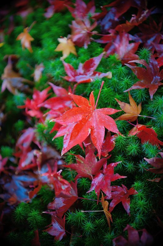 2017京都の紅葉・嵯峨野 厭離庵_f0032011_19040717.jpg