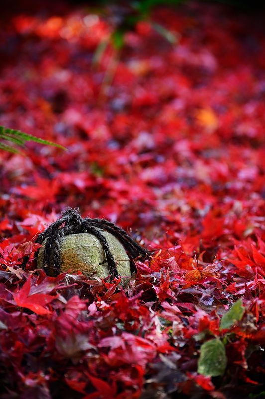 2017京都の紅葉・嵯峨野 厭離庵_f0032011_19040769.jpg