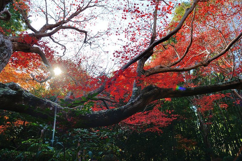 2017京都の紅葉・嵯峨野 厭離庵_f0032011_19040994.jpg