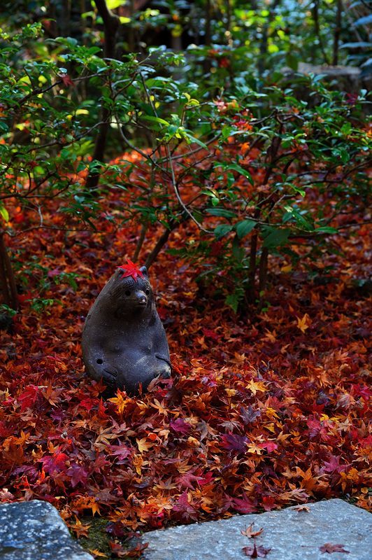 2017京都の紅葉・嵯峨野 厭離庵_f0032011_19083453.jpg
