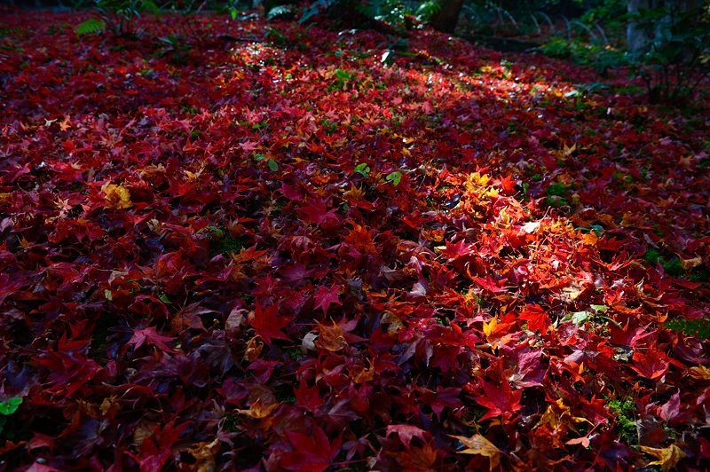 2017京都の紅葉・嵯峨野 厭離庵_f0032011_19083466.jpg