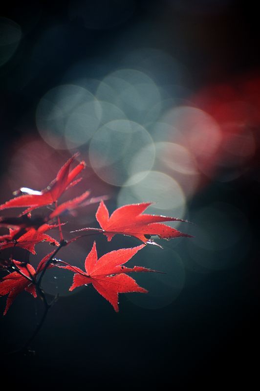 2017京都の紅葉・嵯峨野 厭離庵_f0032011_19083519.jpg