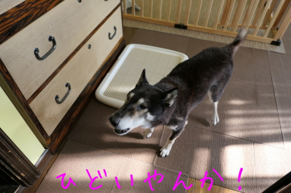 f0369014_19061269.jpg