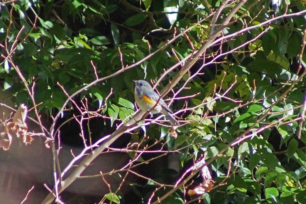 c0042418_15420801.jpg