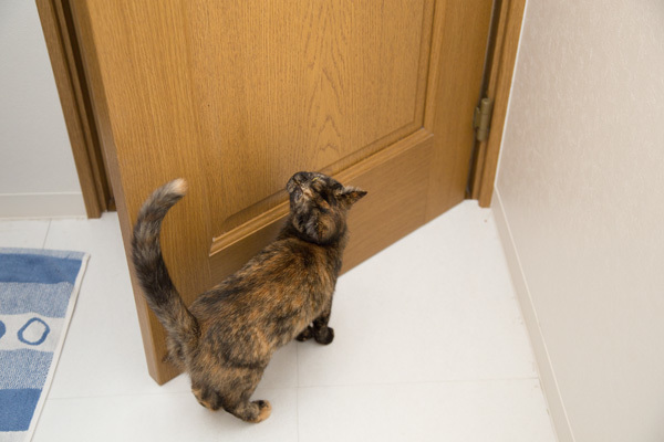 さびねこはお風呂がお好き? _d0355333_18201621.jpg