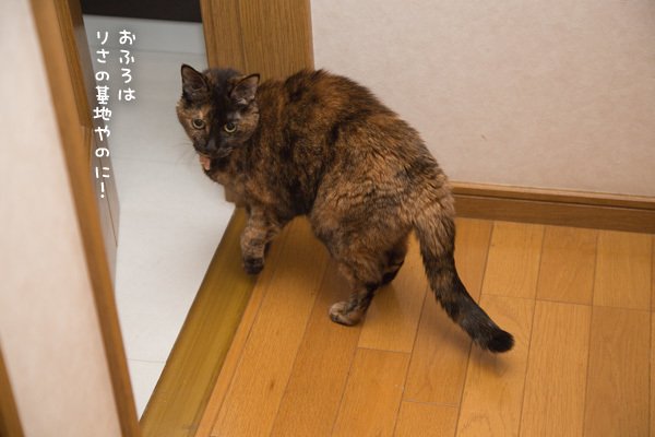 さびねこはお風呂がお好き? _d0355333_18202598.jpg
