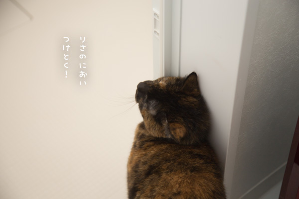 さびねこはお風呂がお好き? _d0355333_18202908.jpg