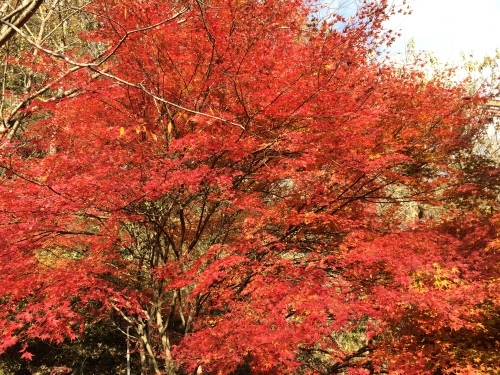 帝釈峡〜神龍湖_e0345541_11245287.jpeg