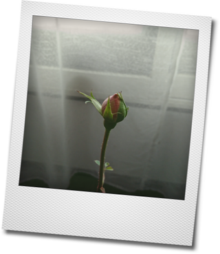d0155744_13394260.png